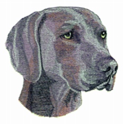 Weimaraner