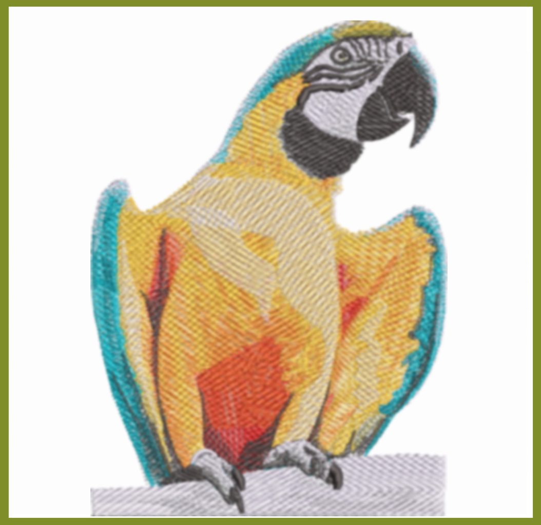Parrot Multicolor
