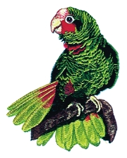 Parrot