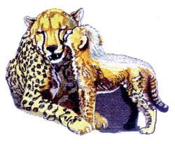 Cheetahs