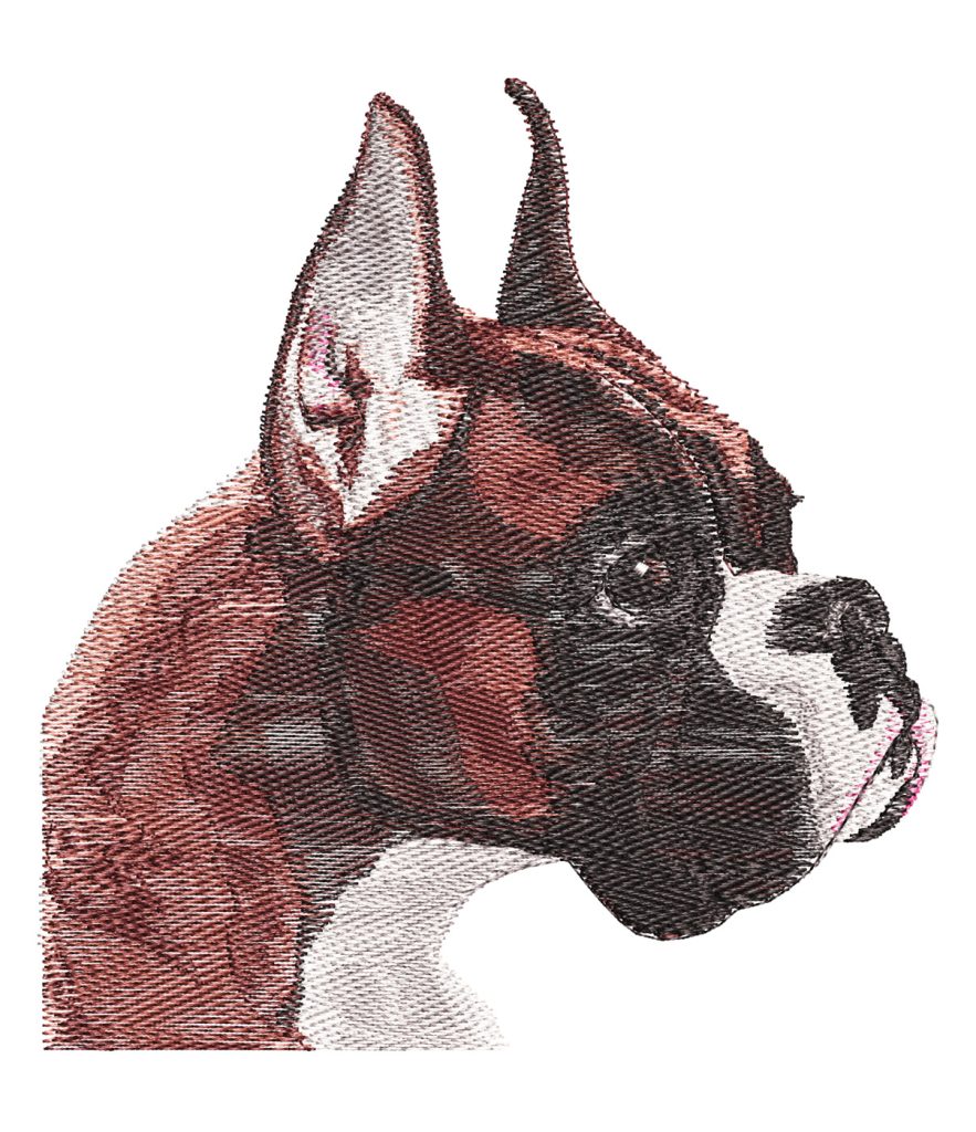 Boxer