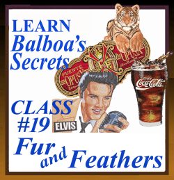 Webinar Class #19 Fur and Feathers