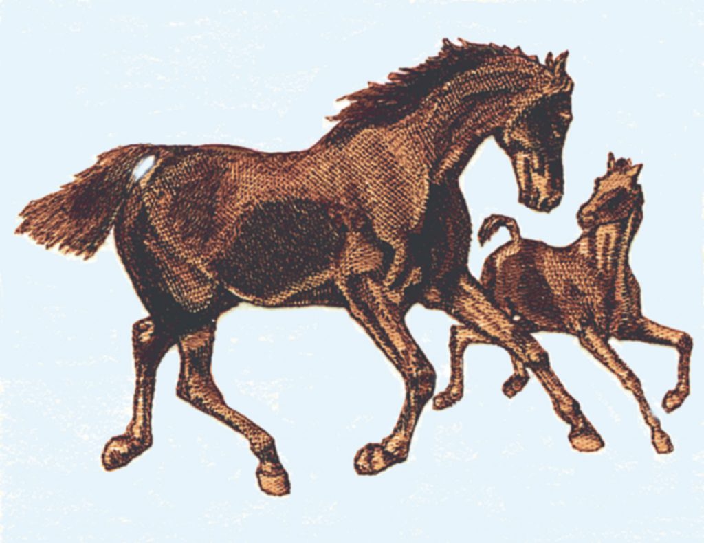 Mare & Colt
