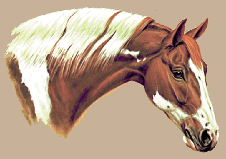 Paint - Balboa Threadworks & Learn to Digitize