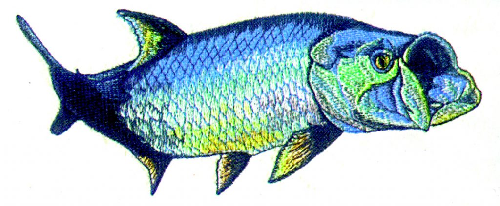 Tarpon