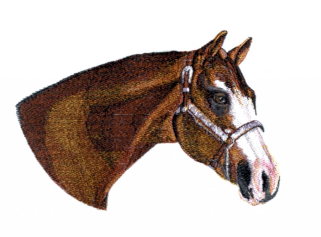 Stallion