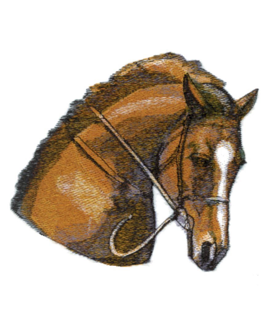 Horse Head Study
