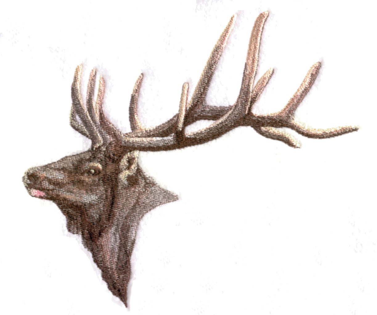Elk Head