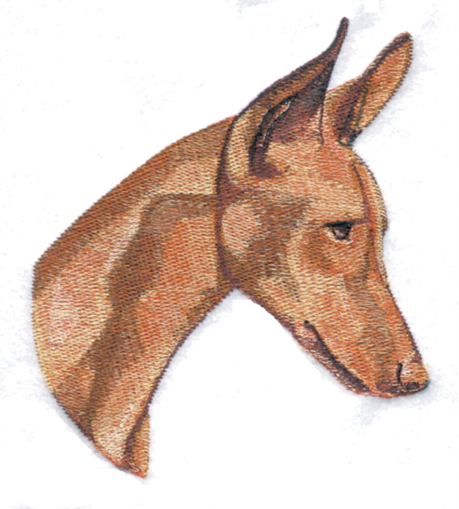 Pharaoh Hound