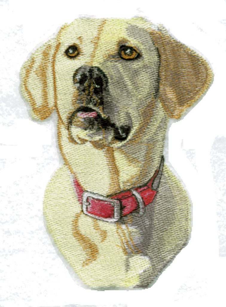 Yellow Lab