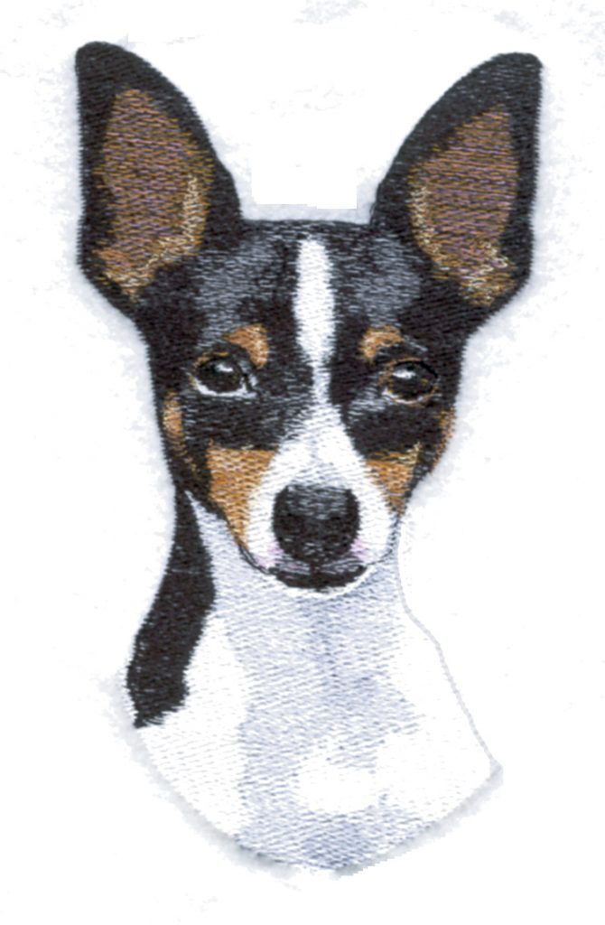 Toy Fox Terrier