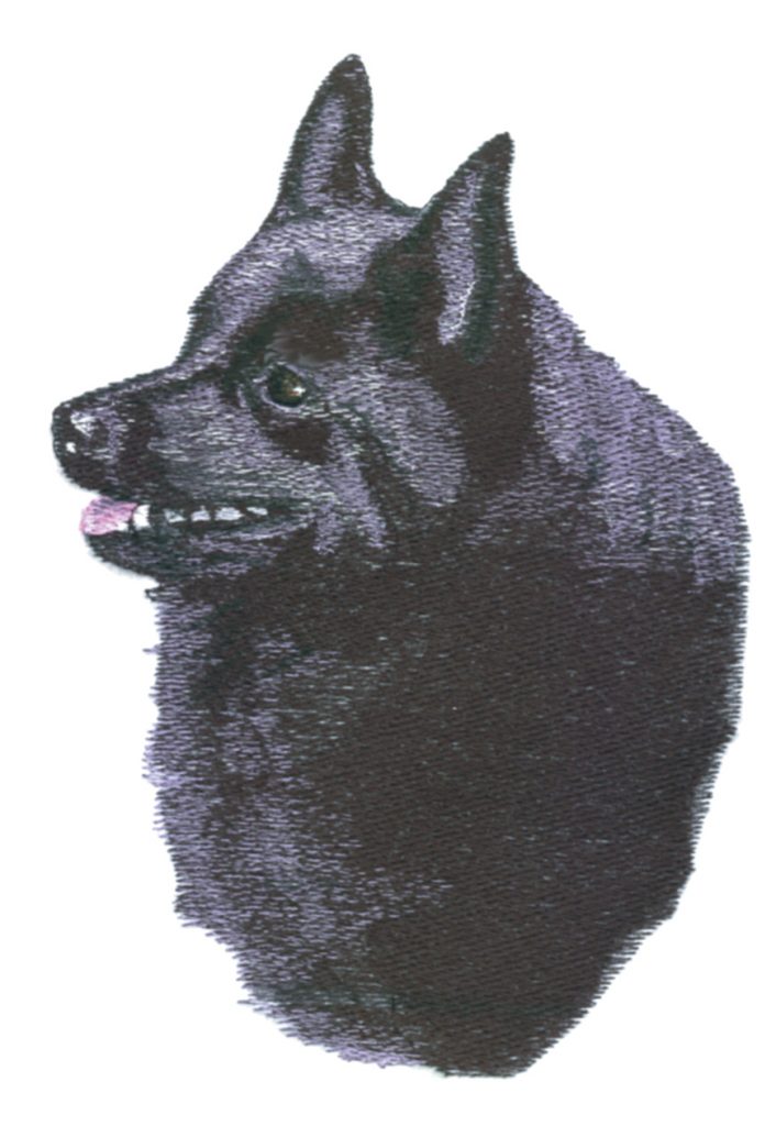 Schipperke