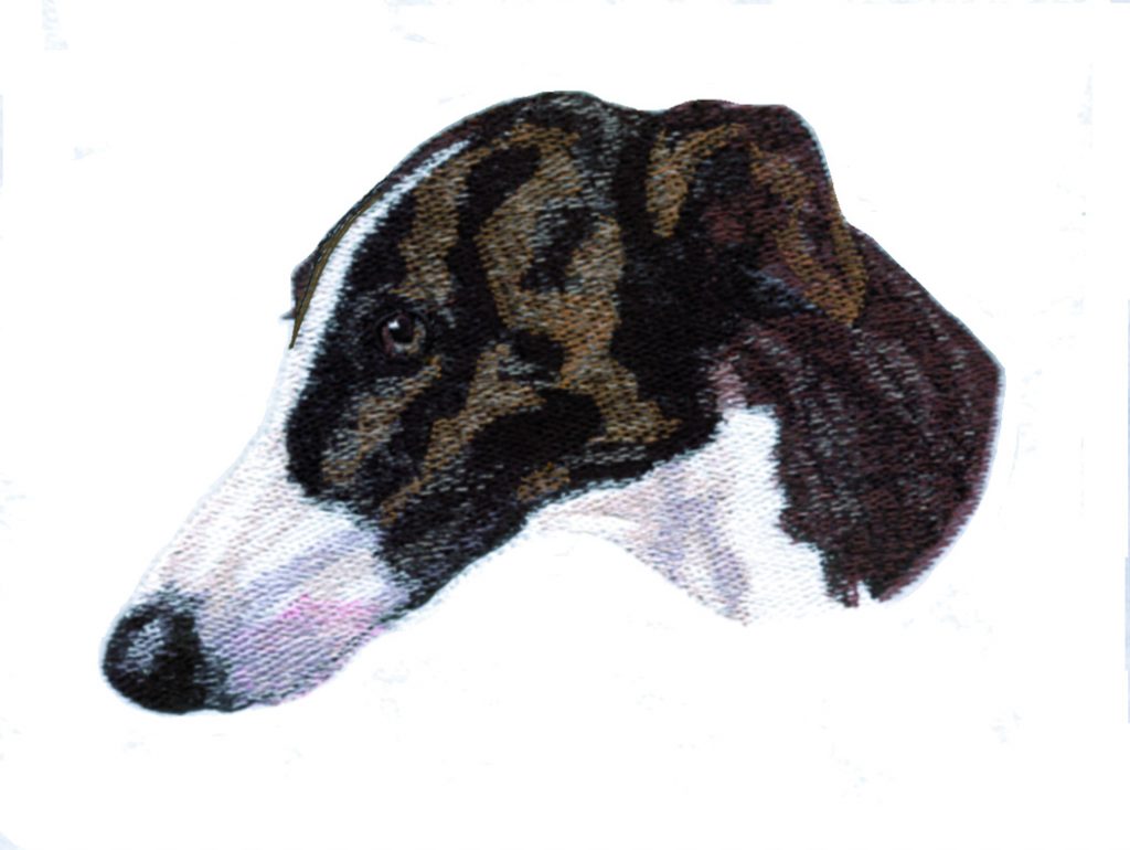Greyhound