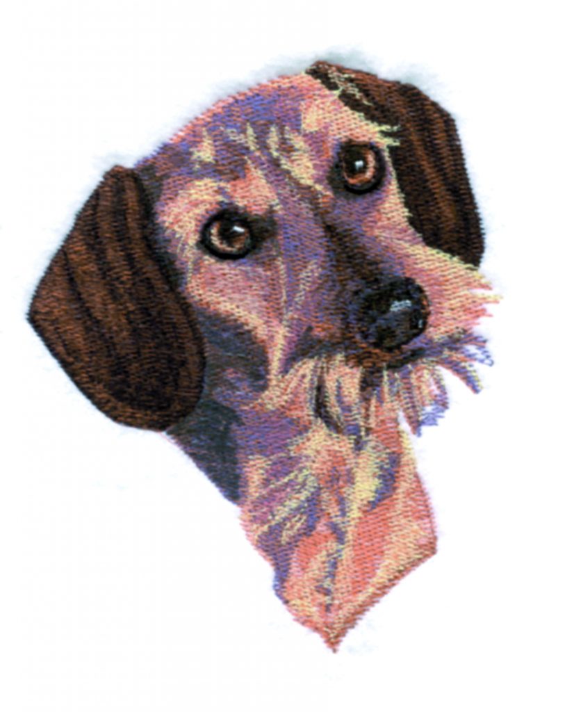 Wire-Haired Dachshund