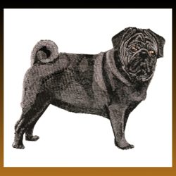 Black Pug