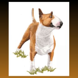 American Pit Bull Terrier