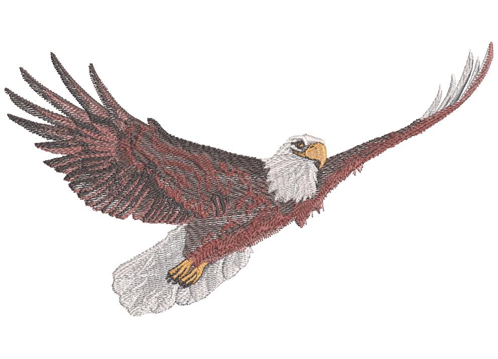 soaring eagle sketch