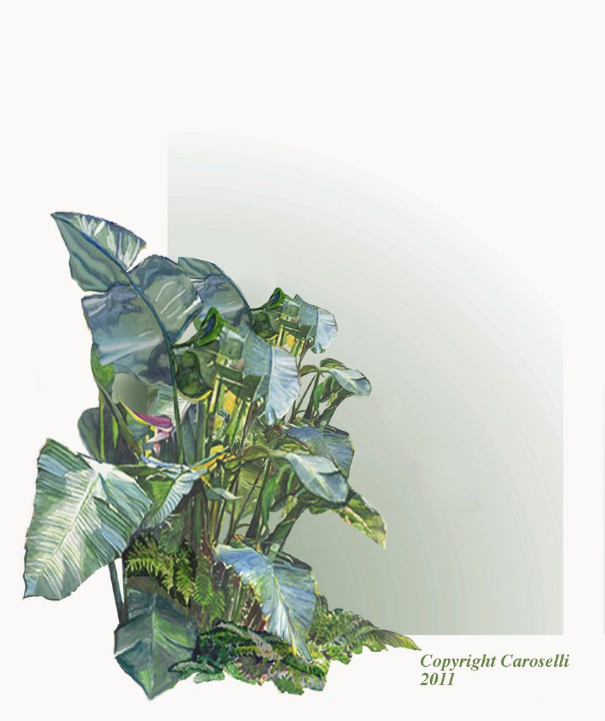 Tropical Forest 2