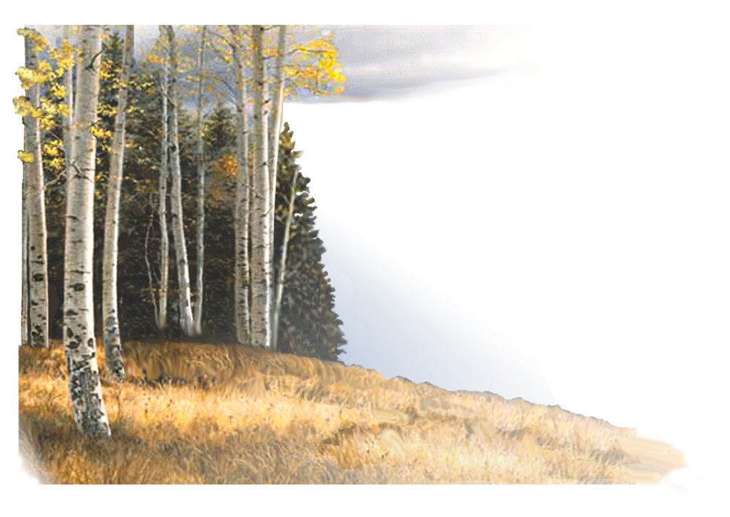 Mountain Meadow