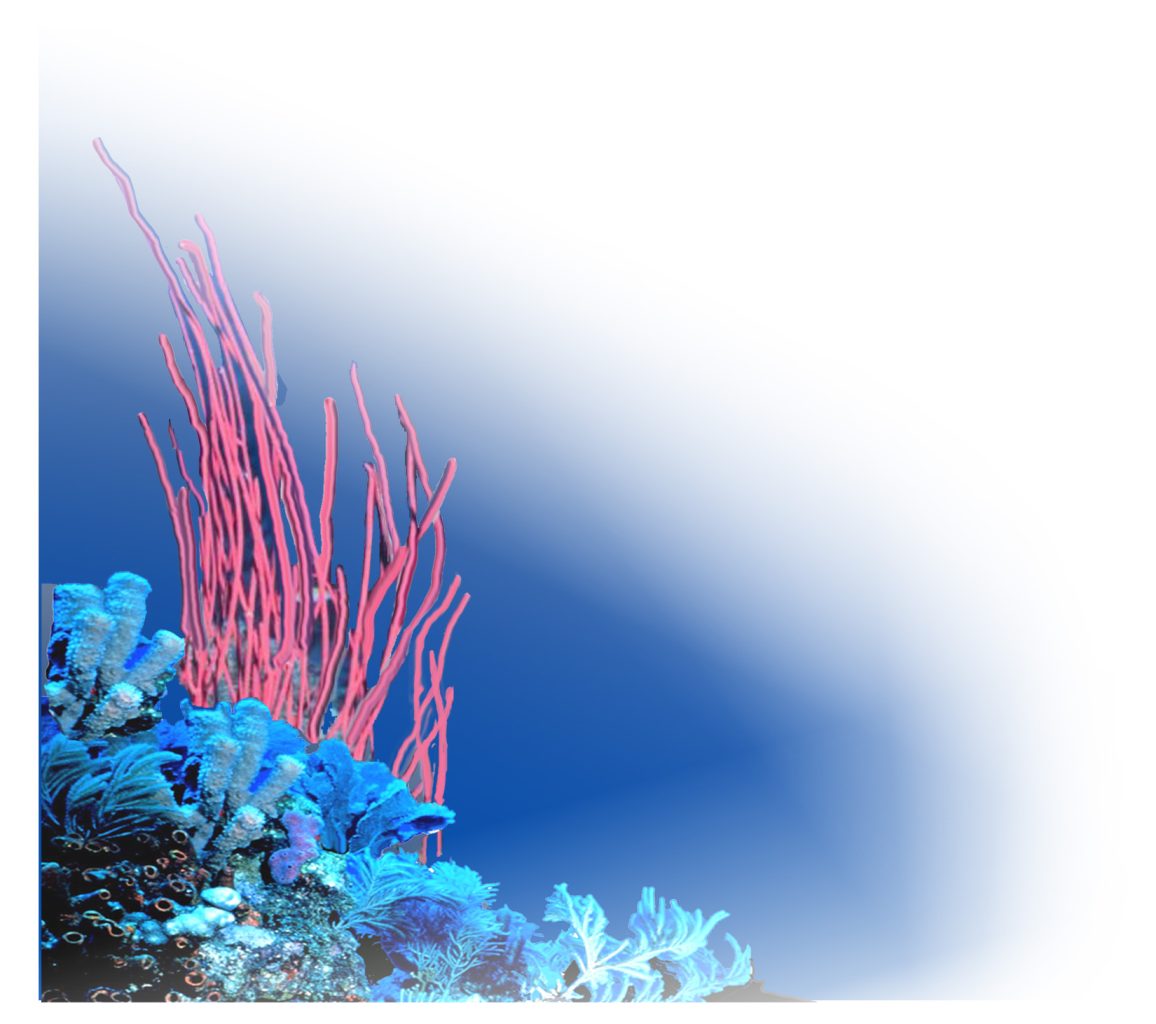 Coral Reef 2